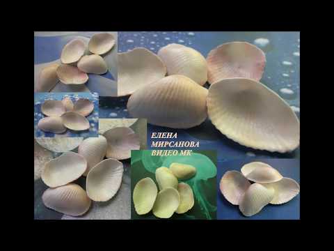 Видео: Мк ракушки из фоамирана MK shells from foamiran