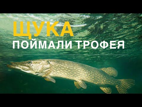Видео: ПОЙМАЛИ ТРОФЕЯ