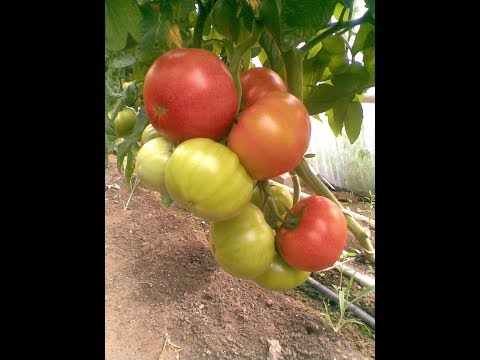 Видео: В чем заключается "секрет" качественного и обильного урожая