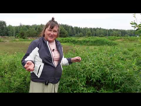 Видео: Как заморозки повлияли на голубику и жимолость