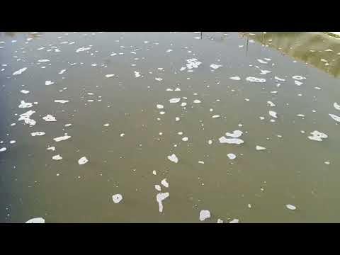 Видео: Илон балик сотилади +998333419681 саволар телграмда