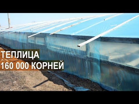 Видео: Теплица на 160 000 корней арбузов. Устройство теплицы для выращивания рассады бахчевых. КФХ Борщева
