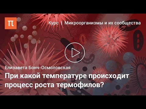 Видео: Термофильные микроорганизмы — Елизавета Бонч-Осмоловская