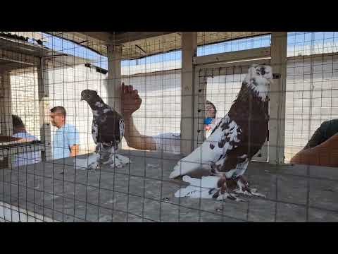 Видео: 10 августа 2025 г.