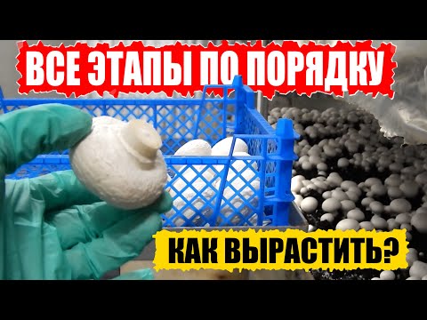 Видео: Что нужно знать о выращивании шампиньонов. Основные этапы. Рыхление, фаза стоп, шок.