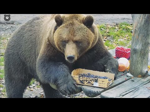 Видео: Витаминизируемся перед зимой 🐻🍓
