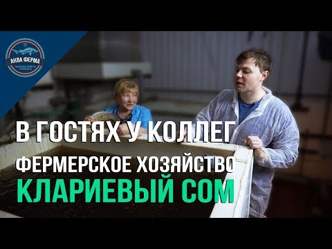 Видео: Выращивание клариевого сома в УЗВ