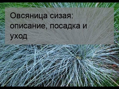 Видео: Овсяница сизая: описание, посадка и уход