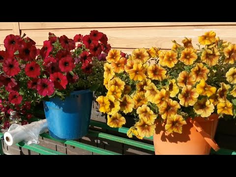 Видео: Черенкую и сохраняю вегетативные растения 🌱
