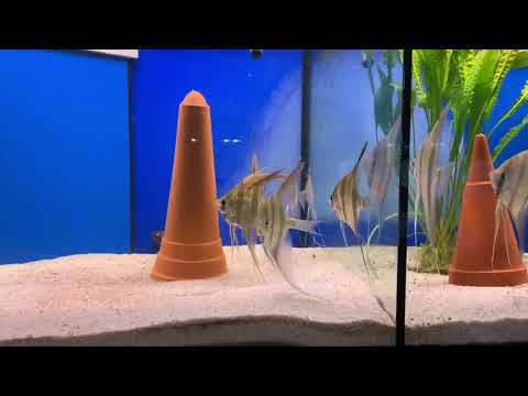 Видео: 15 тысяч литров и редкие L сомы