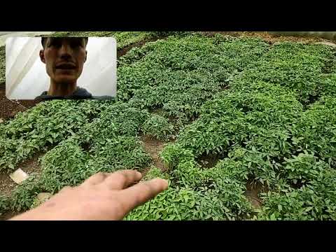 Видео: Посіяв помідори в землю та ящики. Який результат?