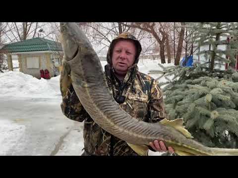 Видео: Огромный осетр с рисом в печи ! рецепты рыба