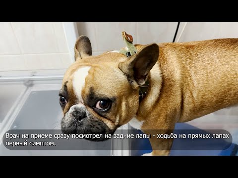 Видео: ГОЛУБИКА В НОСУ? Дисплазия в тазу? Это все про французского бульдога - бусинку Елисея! 101 болячка!