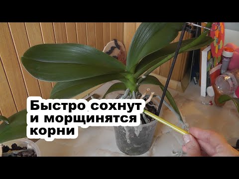 Видео: высыхают корни орхидеи после легкой просушки ошибки в уходе за орхидеей