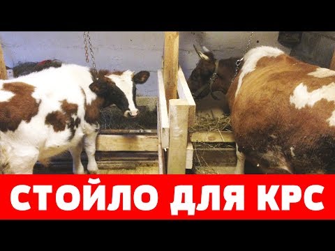 Видео: СТОЙЛО для КОРОВЫ и БЫКА. СОДЕРЖАНИЕ КРС