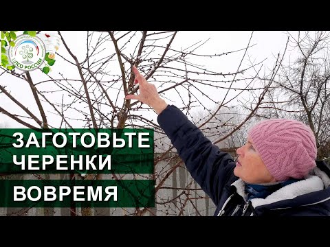 Видео: Черенки для прививки. Как, когда и где срезать, заготовить черенки для прививки деревьев.