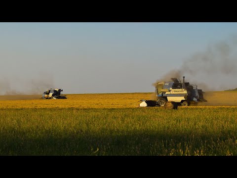 Видео: Уборочная-2022. Комбайны Енисей-950 и Енисей-1200-1НМ. Молотьба овса.