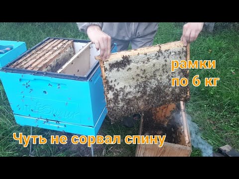 Видео: ПЕРЕСАДКА ЛОВУШКИ!!! МЁДА ПОЛНАЯ ЛОВУШКА!!!