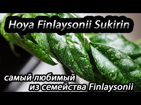 Видео: Hoya Finlaysonii Sukirin-самый любимый из семейства Finlaysonii