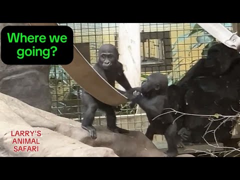 Видео: Детеныши горилл - Джамила и Кунда (#14) #clevelandmetroparkszoo