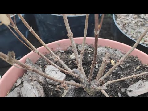 Видео: Обрезка гортензии Полестар 3 года жизни 🌿🌿