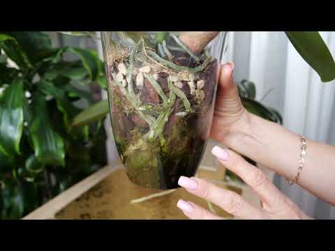 Видео: Важное про закрытые системы выращивания орхидей. "Раздражающие" водоросли. Бороться НЕ бороться.