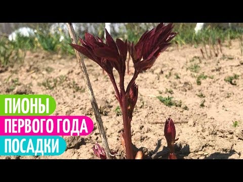 Видео: Пионы НУЖДАЮТСЯ в Таком Уходе ВЕСНОЙ. Мои цветы.