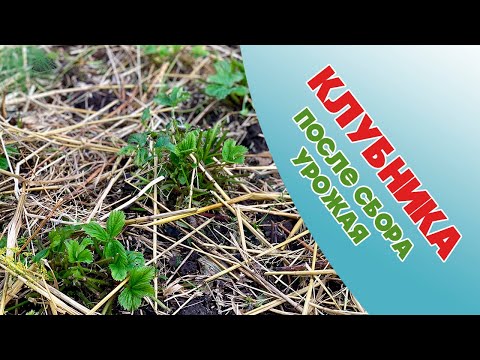 Видео: Клубника. Обработка после сбора урожая.