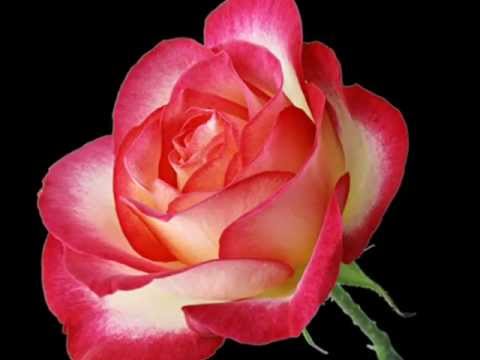 Видео: Учителям посвящается...