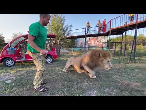 Видео: СМЕЯЛИСЬ ВСЕ ! Как я лечил льва Гека !