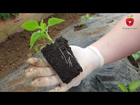 Видео: Перец от семени до плода