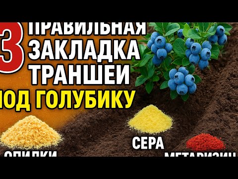 Видео: Правильная закладка траншей под голубику : опилки , сера и метаризин 