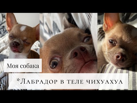 Видео: ЧИХУАХУА - ОДНИ ПЛЮСЫ? | МОЯ ПЕРВАЯ СОБАКА | РАССКАЗЫВАЮ ВСЁ О СТЬЮИ