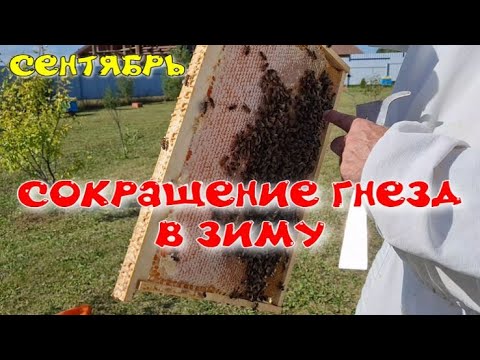 Видео: Сокращение гнезда пчел в зиму. Основные семьи.