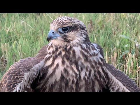 Видео: ТАЛАСТА 2024 АЙЫЛДАР АРАСЫНДА САЛБУУРУН БОЛУП ОТТУ ОТО КЫЗЫКТУУ БОЛДУ🔥🔥🇰🇬🦅