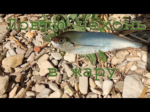 Видео: Ловлю чехонь в жару