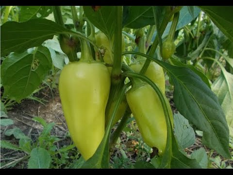 Видео: Формирование перца. Часть 3