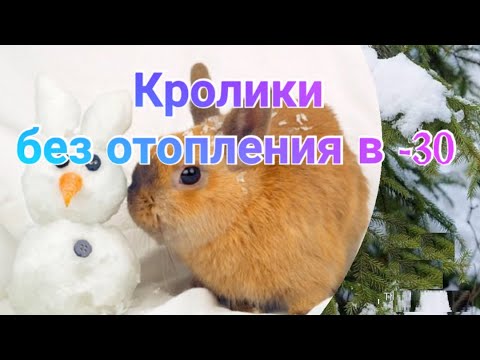 Видео: Содержание кроликов зимой на улице.