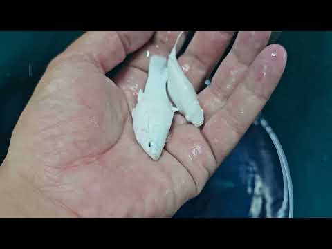 Видео: Пришла посылочка! Есть потери?