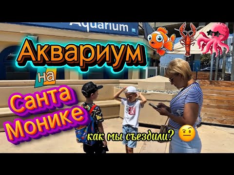 Видео: Огромные Лобстеры и Мурена! 🦞🐍 Giant Lobsters & Moray Eel at Santa Monica Aquarium
