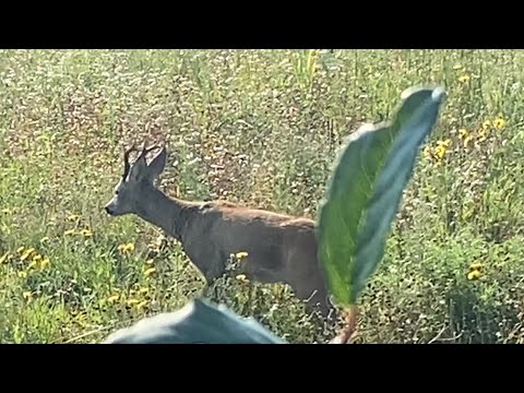 Видео: Охота - Десятый Выход  На Охоту на Косулю с Мелкашкой