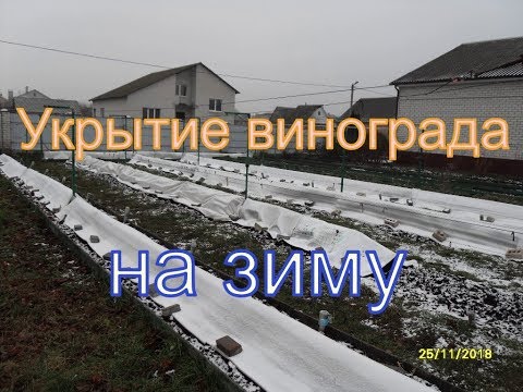 Видео: Виноград укрыт - сезон закрыт .