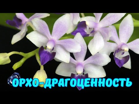 Видео: Необычные  "драгоценные" орхидеи💎Phal. Tzu Chiang Sapphire и Phal. pulcherrima 4N 'Yaphon'