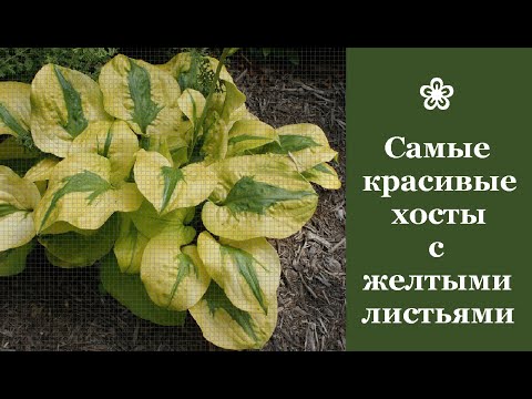 Видео: ❀ Самые красивые хосты с желтыми листьями