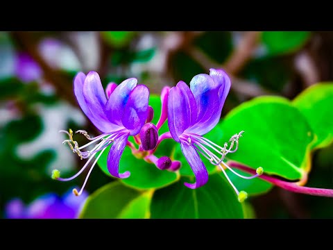 Видео: Слушайте в течение 4 минут, чтобы смыть усталость. 🌿 Успокойтесь и расслабьтесь ~ Избавьтесь от в...