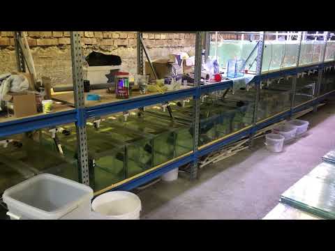 Видео: Ферме один год. Отнерестились corydoras CW009 green lazer. Осушители воздуха.