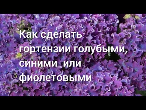 Видео: Как сделать гортензии голубыми, синими или пурпурными