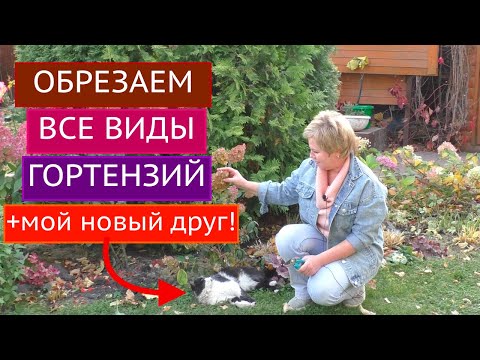 Видео: КАК ОБРЕЗАТЬ ВСЕ ВИДЫ ГОРТЕНЗИЙ БЕЗ ОШИБОК! ПОЗНАКОМЬТЕСЬ С МОИМ НОВЫМ ДРУГОМ!