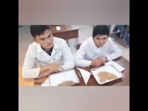 Видео: Определение посевные качества семян зерновых культур