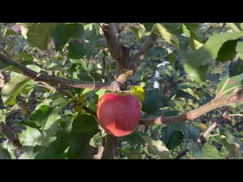 Видео: Пінк Леді